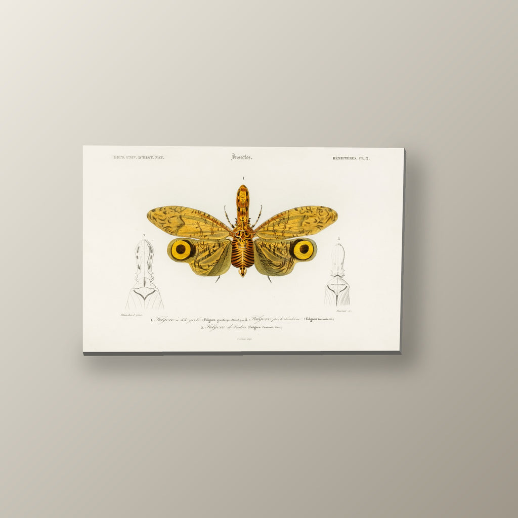 Lámina Entomológica de Fulgora | Cuadro decorativo de Monkey Canvas