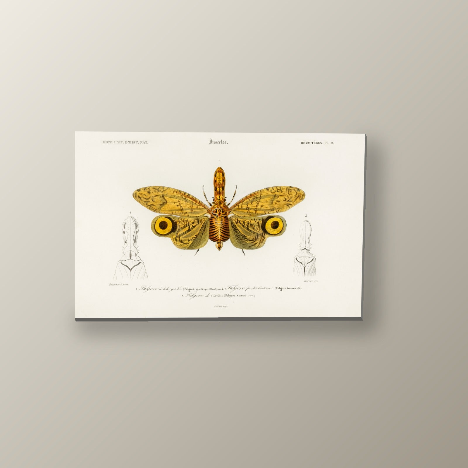 Lámina Entomológica de Fulgora | Cuadro decorativo de Monkey Canvas