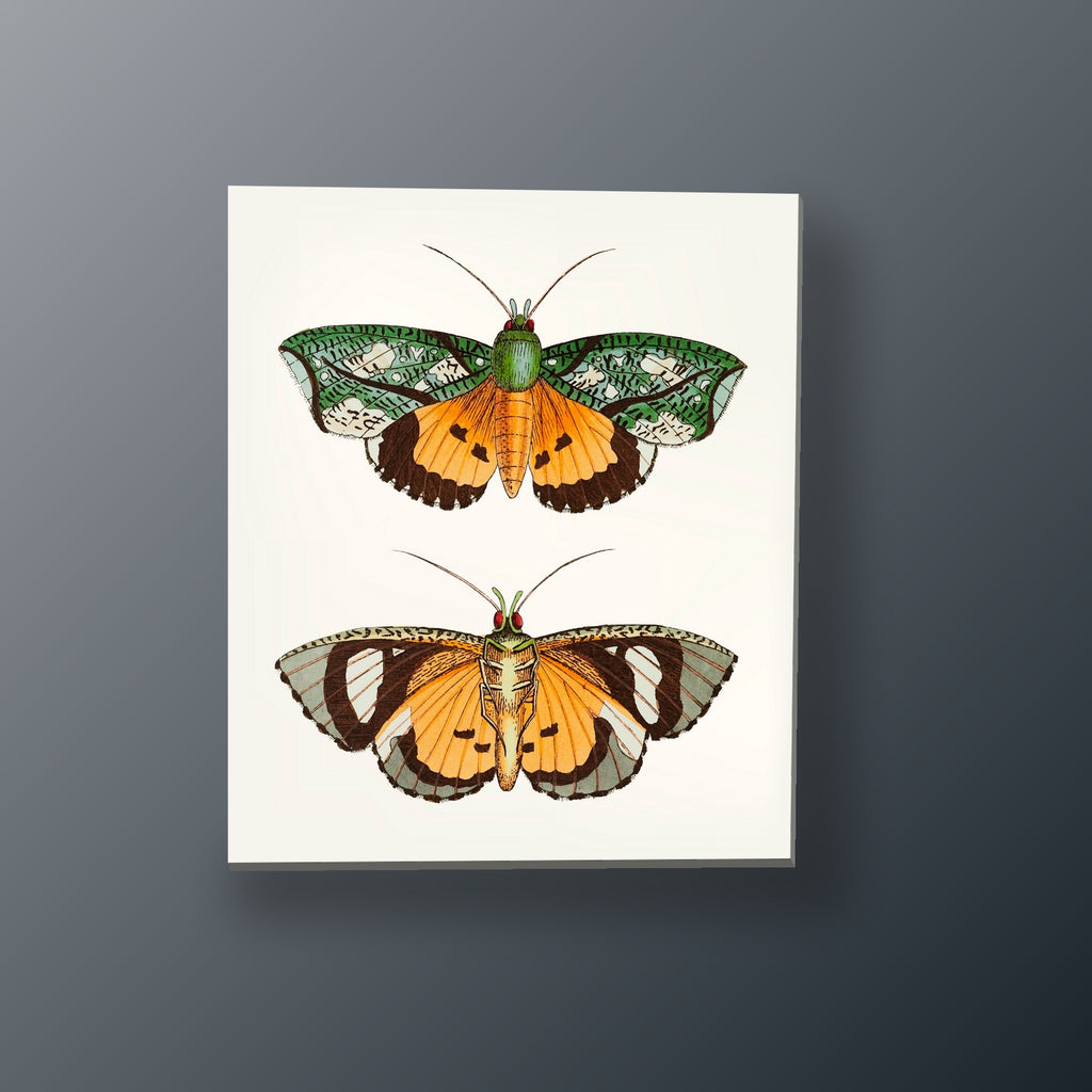 Mariposas Nocturnas Vintage | Cuadro decorativo de Monkey Canvas