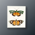 Mariposas Nocturnas Vintage | Cuadro decorativo de Monkey Canvas