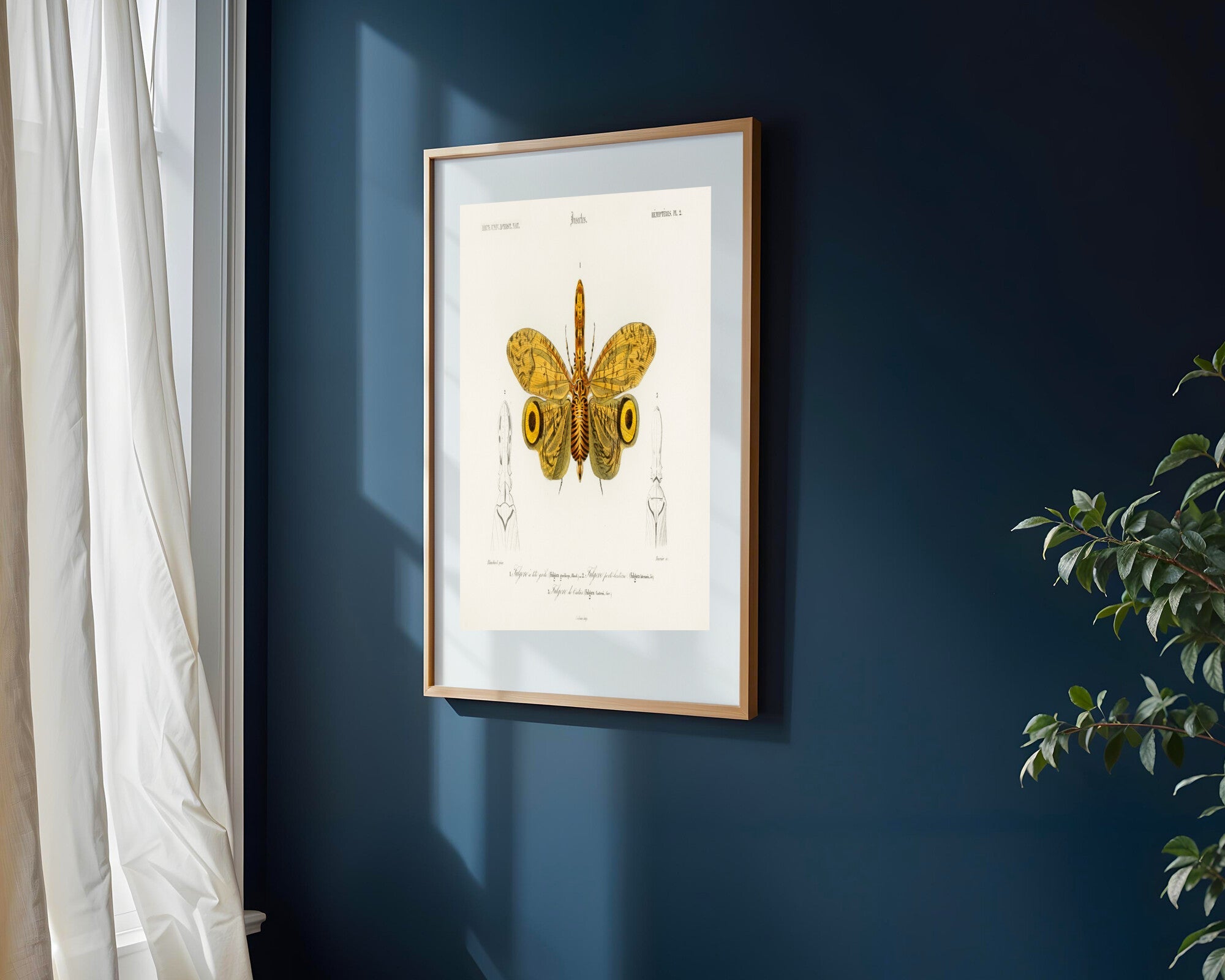Lámina Entomológica de Fulgora | Cuadro decorativo de Monkey Canvas