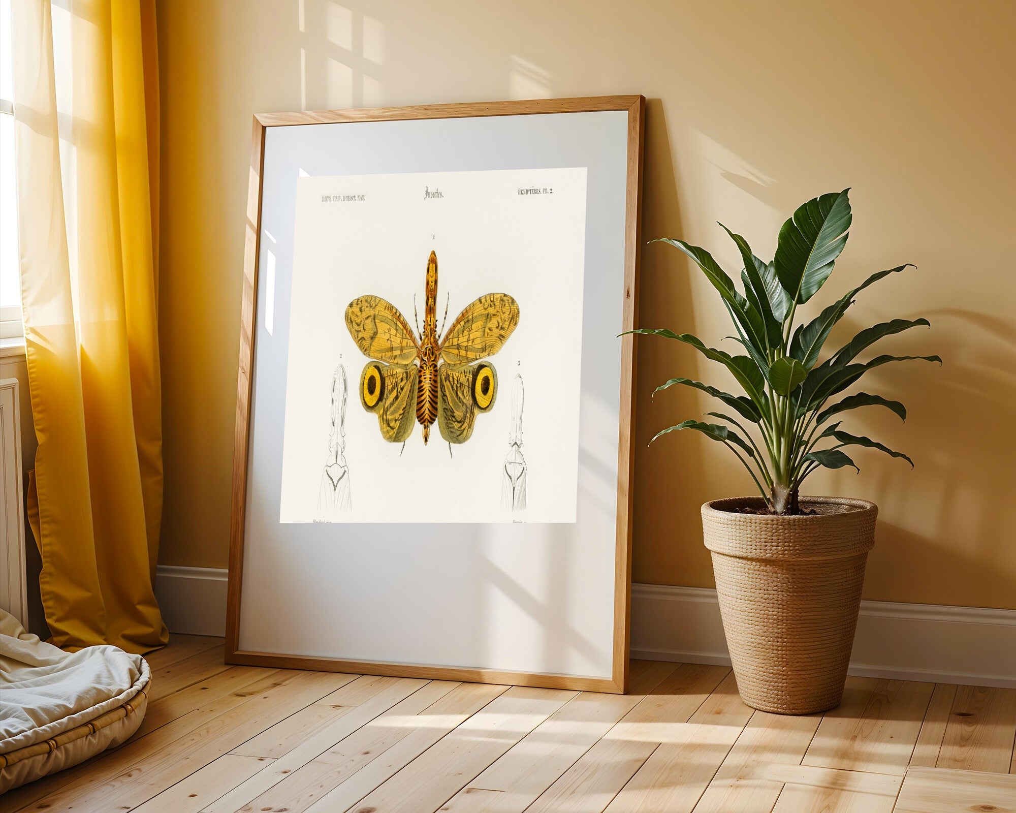 Lámina Entomológica de Fulgora | Cuadro decorativo de Monkey Canvas