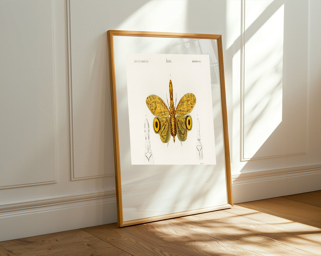 Lámina Entomológica de Fulgora | Cuadro decorativo de Monkey Canvas